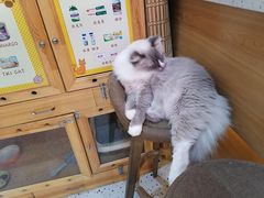 -滚猫咖啡·猫咖·猫友好撸猫(未来城店)
