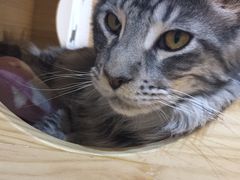 -Pets First伊珊娜洗护·精致美容·家庭式寄养(新会路店)