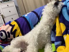 -百好乐宠物友好餐厅(朝外大街店)