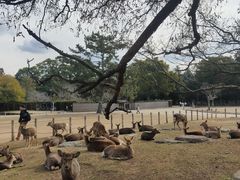 -奈良公园
