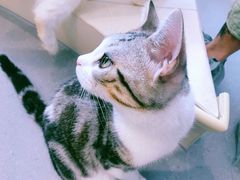 -飞行喵MR PILOT|猫舍·猫咖(静安大融城店)