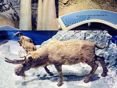 -中国第四纪冰川遗迹陈列馆