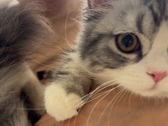 -瑞派福兴宠物医院犬猫全科·骨科·中西医结合(河东店)