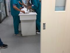 -中农国际动物医院24小时·猫科·骨科·急重症中心