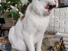 -平行世界·猫咖(首经贸店)