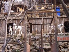 山吧斑点狗-北京水岸山吧度假村(雁栖镇店)