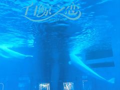-海合安成都极地海洋公园