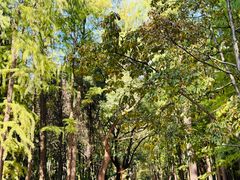 -上海共青森林公园