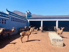 -森工平山皇家鹿苑景区