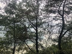 -铁山坪森林公园