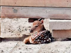 -青藏高原野生动物园
