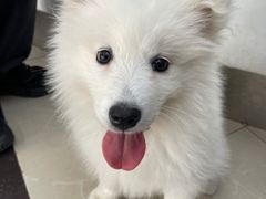 -爱侣宠医·鹦鹉专科·小型哺乳类·异宠专科(灵石路店)