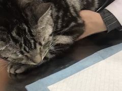 -北京恒爱动物医院(清景园分院)