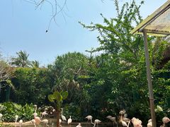-海南热带野生动植物园