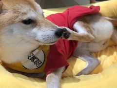 -逗柴咖啡屋·狗咖猫咖宠物桌游