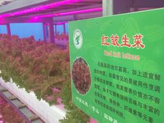 景点-兰陵国家农业公园