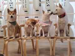 -柴迷FANS CLUB·柴犬狗咖·猫咖