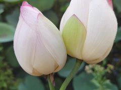 -苏家围·东江画廊旅游景区