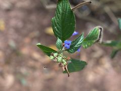 -陈李济中药博物馆