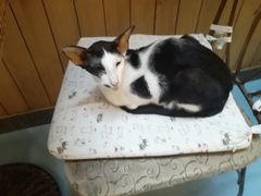 -猫色咖啡·猫咖