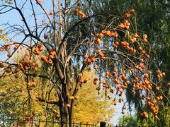 -三里屯东五街银杏大道