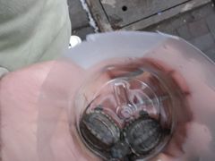 -鹍记特色牛杂面