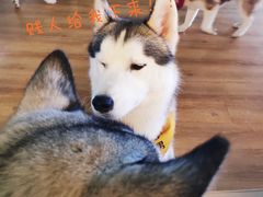 -Husky Go! 哈士奇体验馆·宠物咖啡厅狗咖