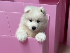 -翊宠yipet猫狗购宠庄园犬舍•猫舍