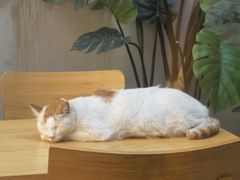 -猫的天空之城概念书店(苏州平江店)