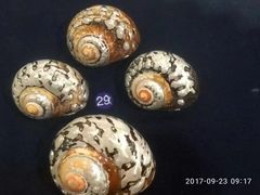 -青岛贝壳博物馆