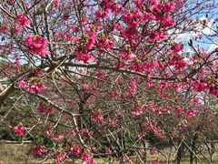 -天适樱花悠乐园