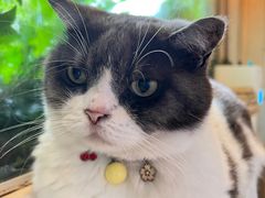 -海边的猫和咖啡馆