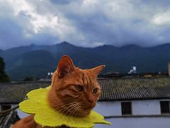 -喵屿·大理花园猫咖