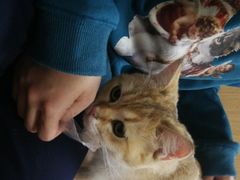 -猫和宫(六道口店)