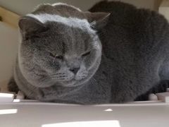 -有猫主题·治愈系猫咖(曾厝垵店)