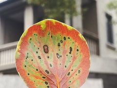 -颐和路民国时期公馆-风貌区