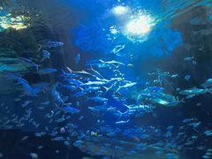 -海合安武汉极地海洋公园