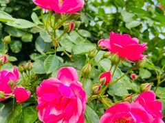 -上海滨江森林公园