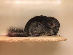 -龙猫仔乐园(惠福东路店)