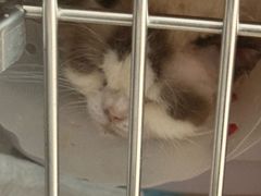 -天使宠物医院·犬猫分诊(彩虹店)