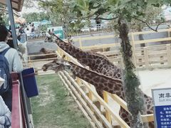 -西霞口神雕山野生动物世界