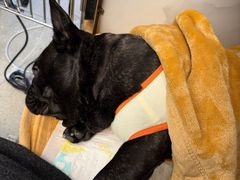 -北京派仕佳德动物医院·超导核磁·CT·神经科·骨科·内外科·急重症管理中心