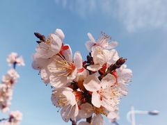 -羊亭河湿地公园