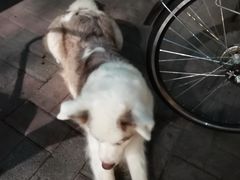 -豆舞咖啡(民乐路店)