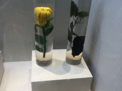 -广东中医药博物馆