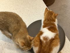 -飞行喵MR PILOT|猫舍·猫咖(静安大融城店)