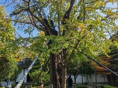 -上海佘山国家森林公园天马山园