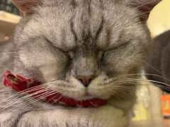-猫色咖啡·猫咖