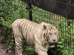 -云南野生动物园