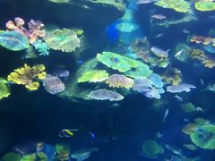-暹罗海洋世界
